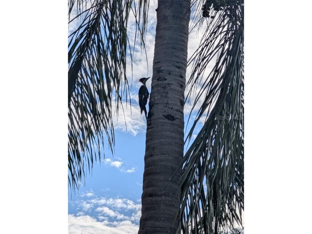 40140 Swift Road Eustis FL 32736 O6317197 image35