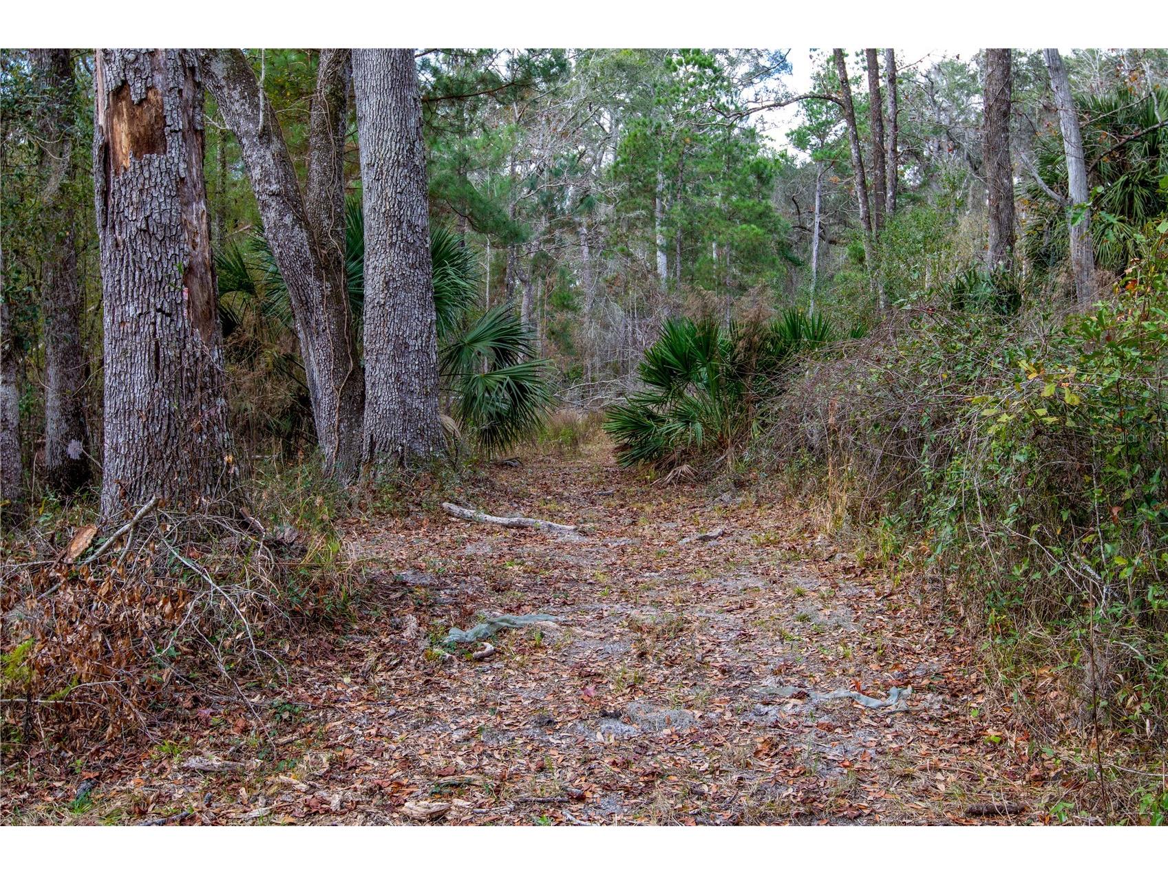 402 SE 709 Street Old Town FL 32680 GC536737 image34