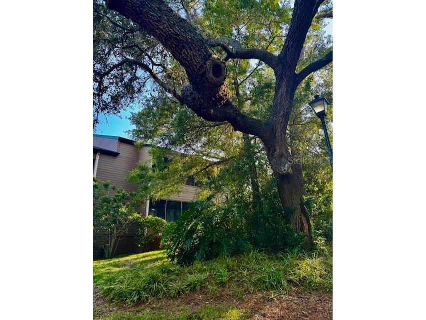 404 Lennox Road W #404 Palm Harbor FL 34683 TB8380268 image40