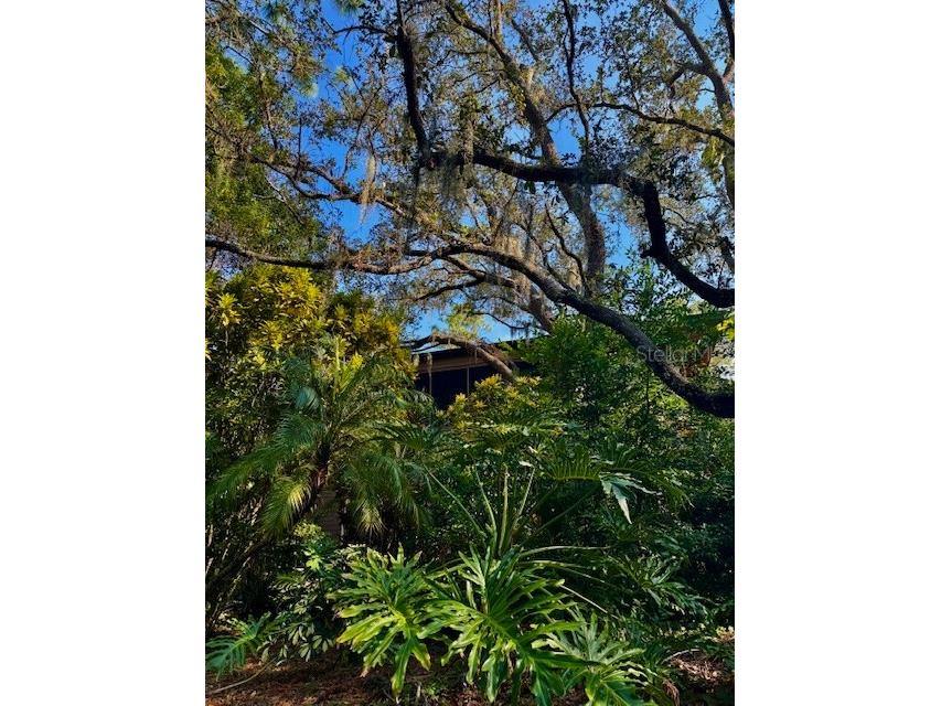 404 Lennox Road W #404 Palm Harbor FL 34683 TB8380268 image42