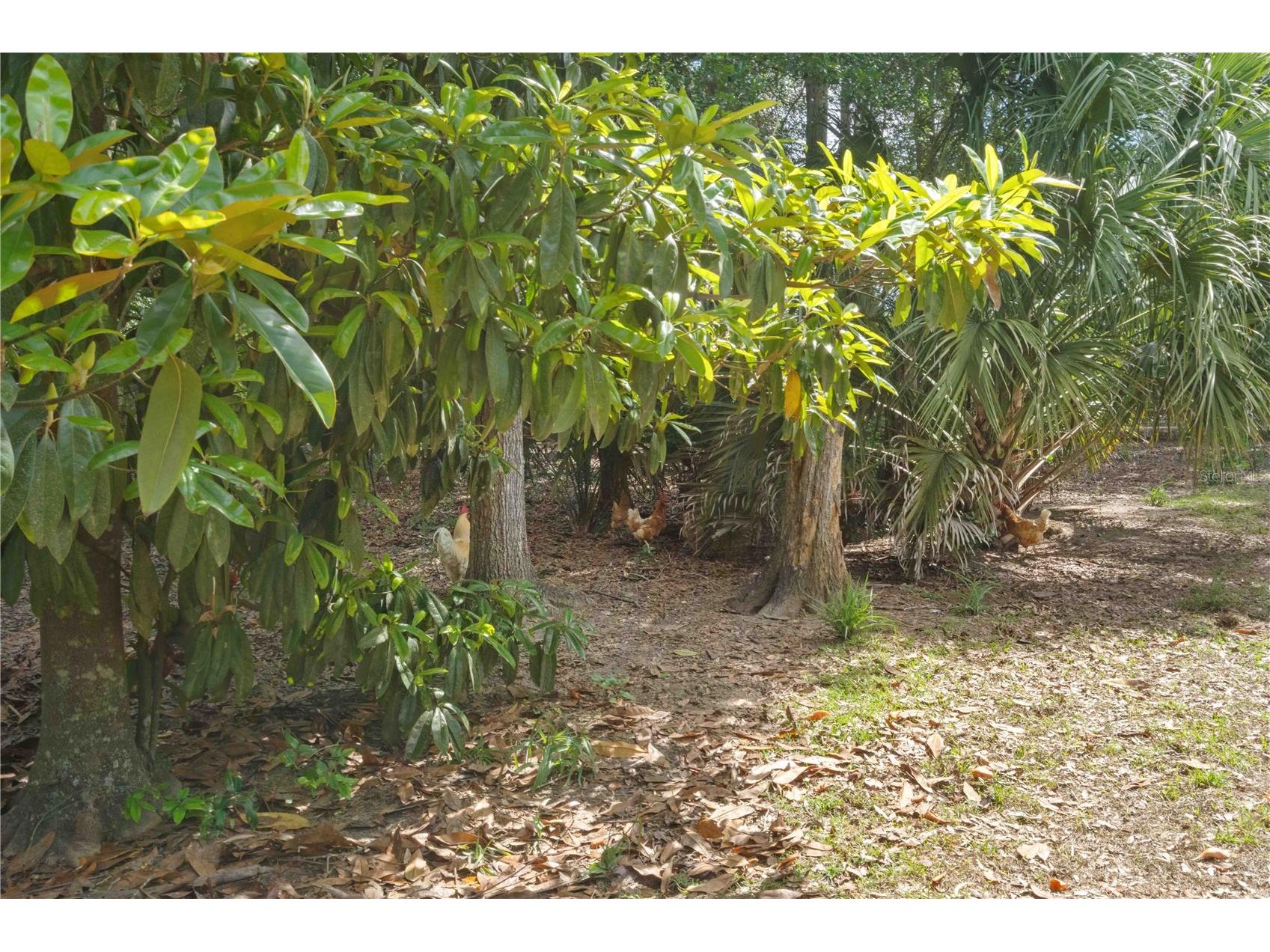 4050 NE 172nd Court Williston FL 32696 OM724630 image39