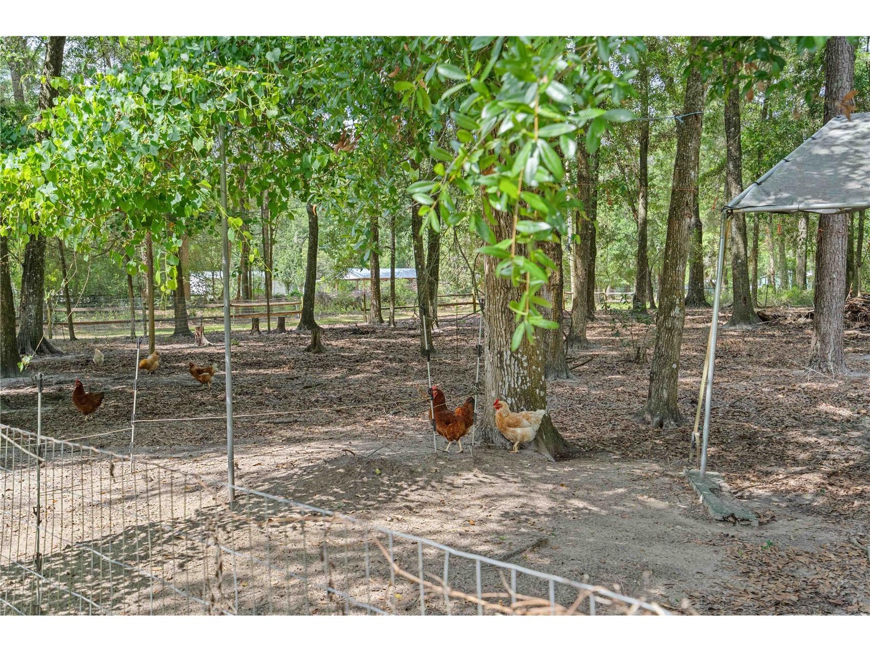 4050 NE 172nd Court Williston FL 32696 OM724630 image48