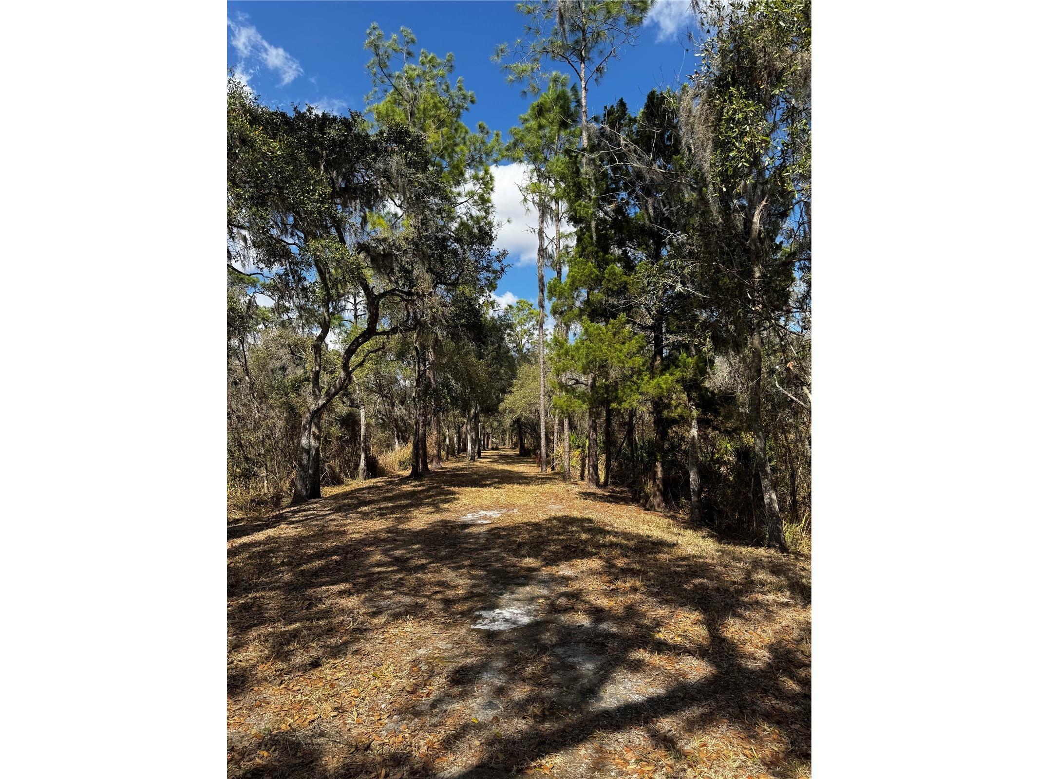 4051-3803 Dixiana Drive Bowling Green FL 33834 - PEACE RIVER P4937849 image54