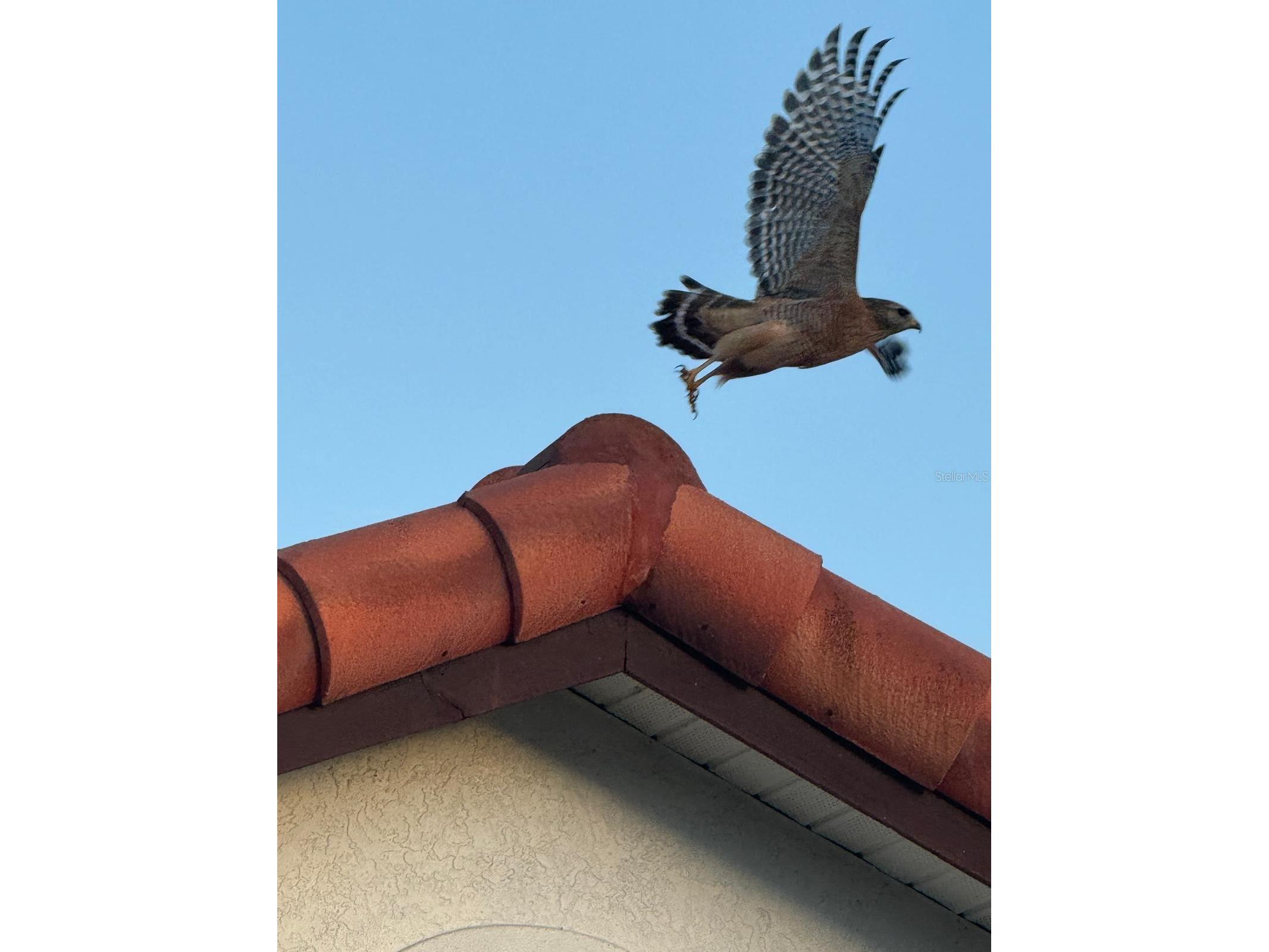 4054 Caddie Drive E Bradenton FL 34203 TB8471549 image43