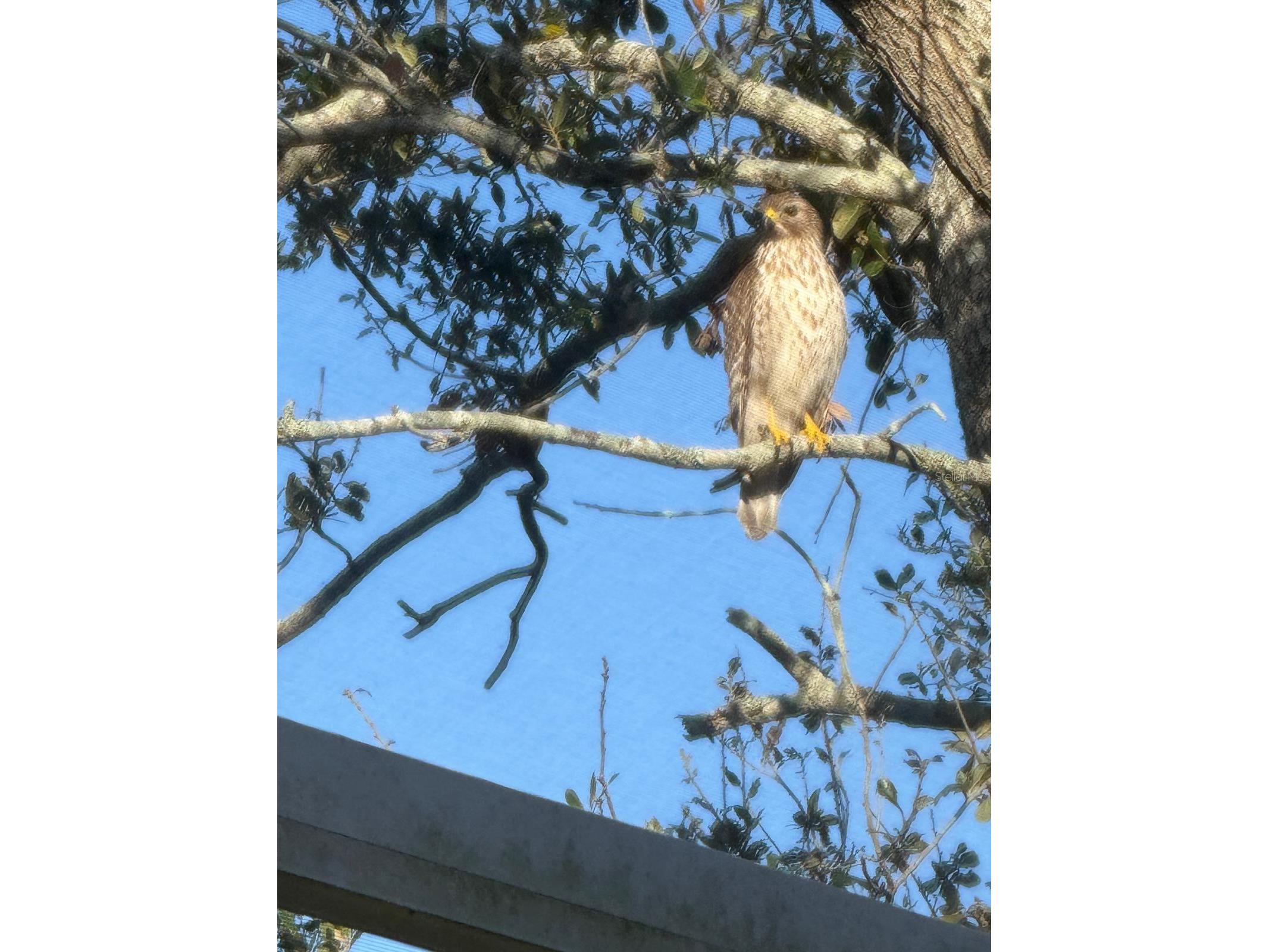 4054 Caddie Drive E Bradenton FL 34203 TB8471549 image44