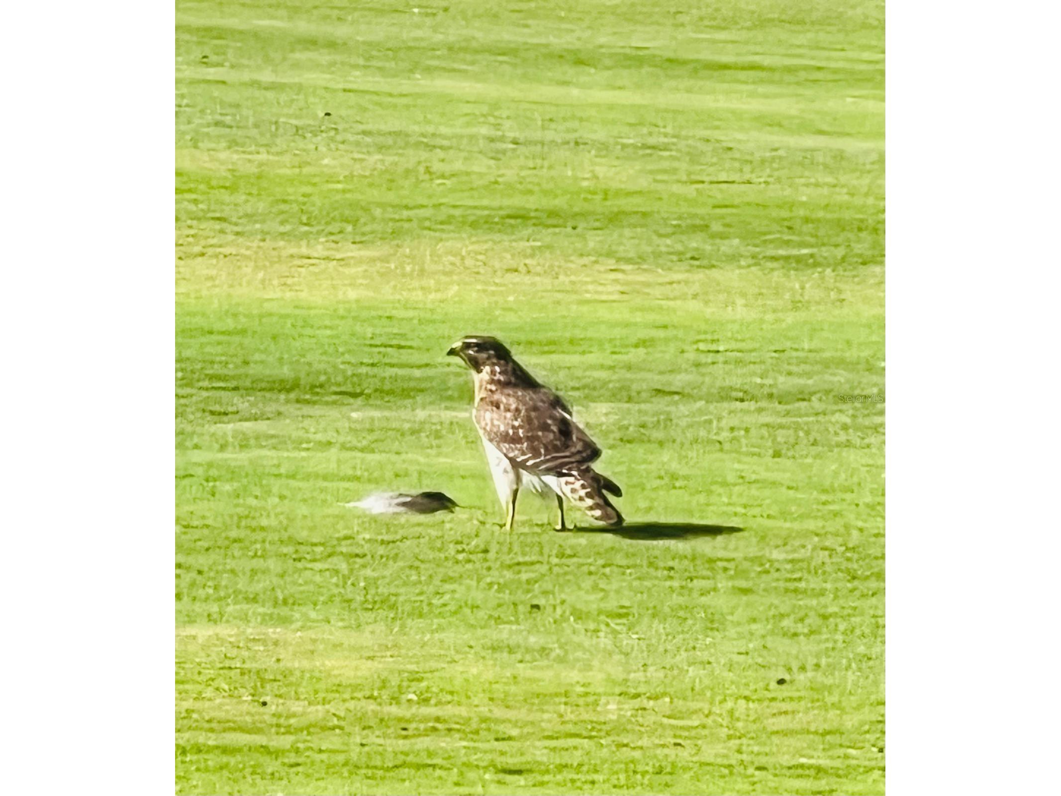 4054 Caddie Drive E Bradenton FL 34203 TB8471549 image45