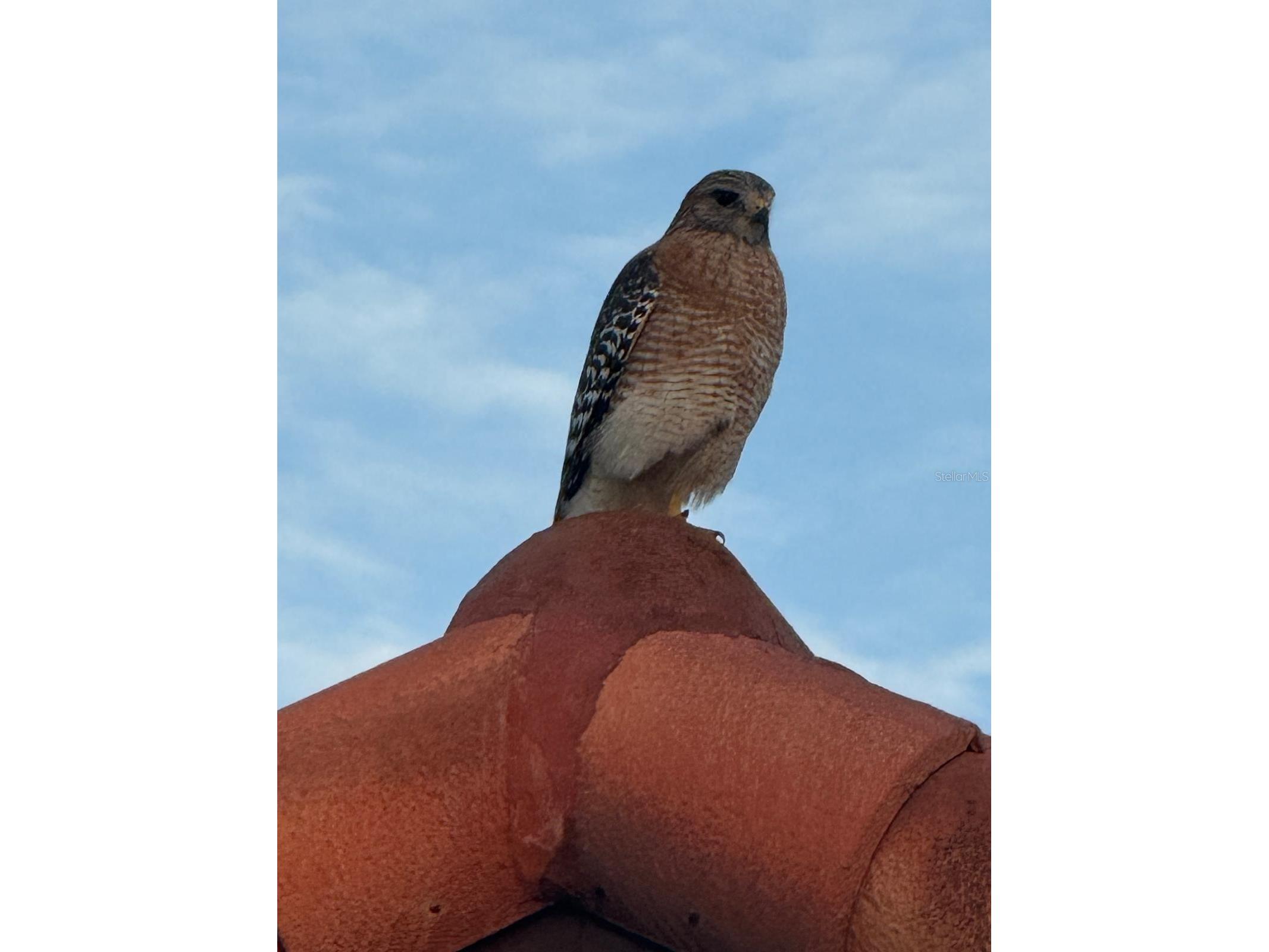 4054 Caddie Drive E Bradenton FL 34203 TB8471549 image46