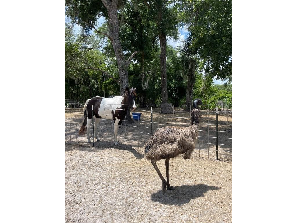 4059 Mckethan Road Dade City FL 33523 OM701872 image6