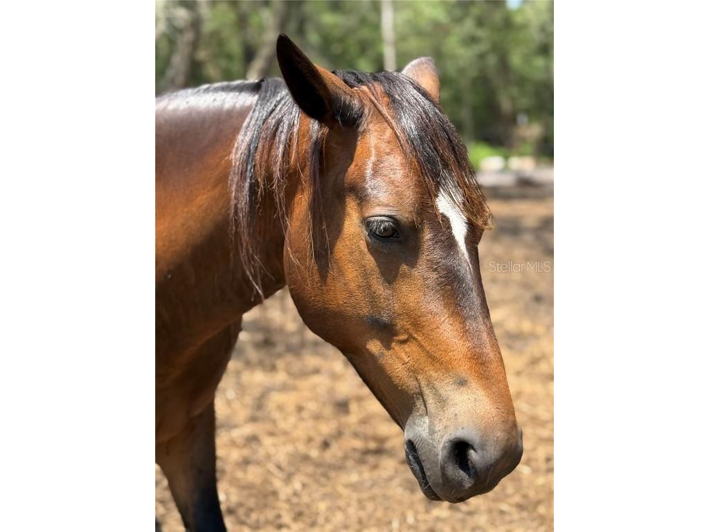 4059 Mckethan Road Dade City FL 33523 OM701872 image7