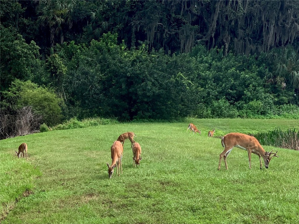 406 Petrel Trail Bradenton FL 34212 A4666070 image87