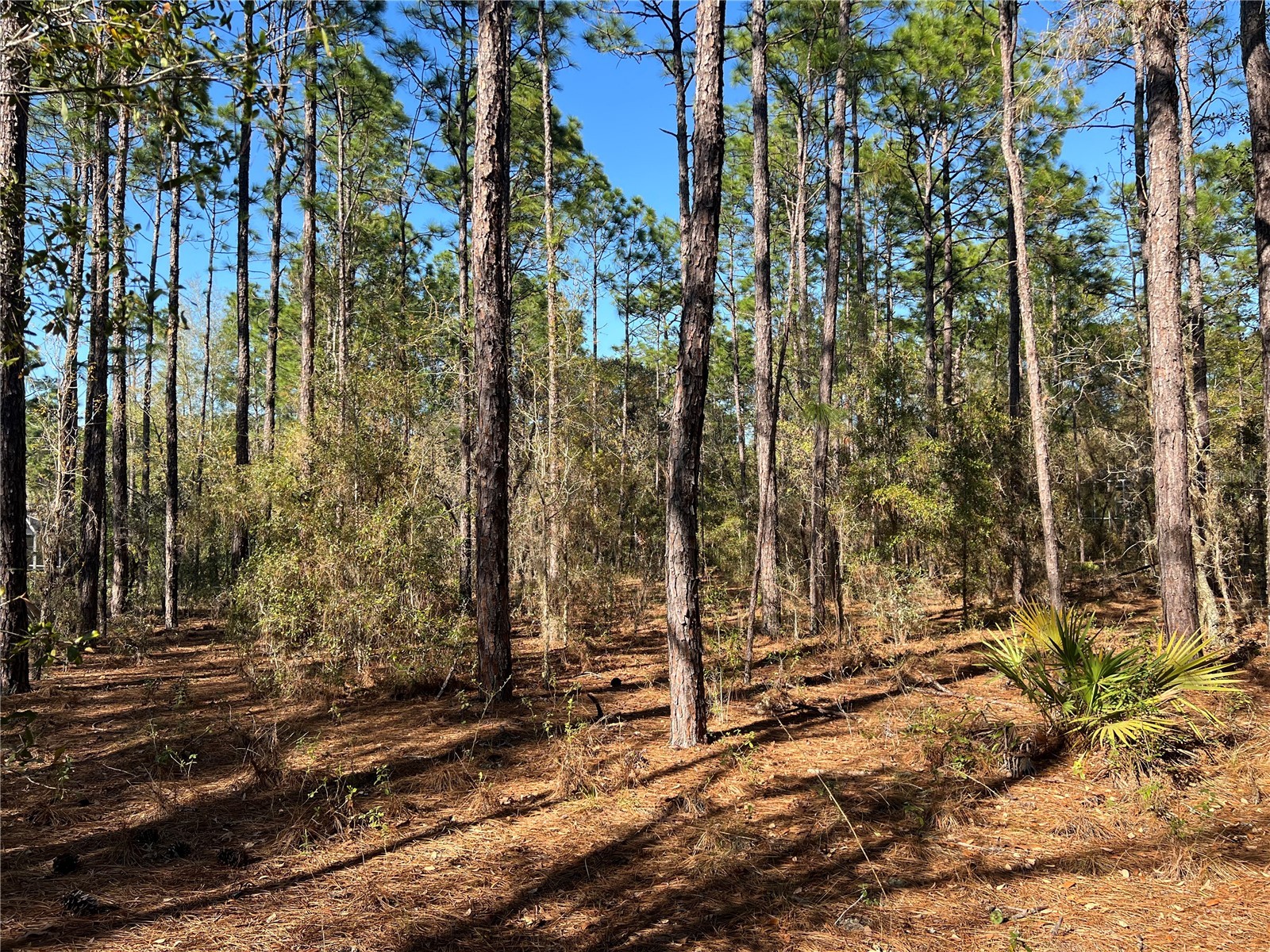 4061 N Little Dove Terrace Hernando FL 34442 TB8489998 image1