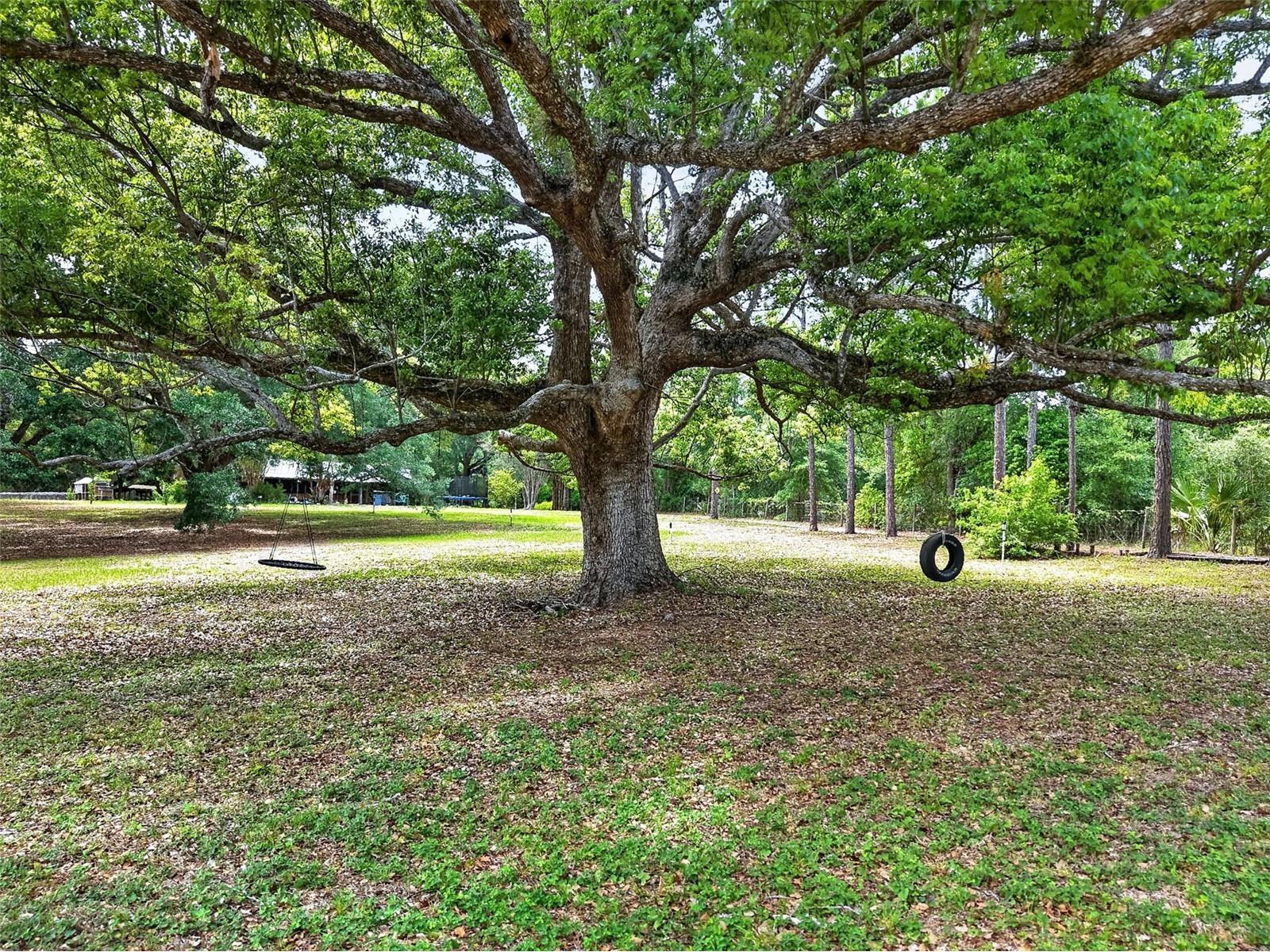 40635 Thomas Boat Landing Road Umatilla FL 32784 G5108453 image12