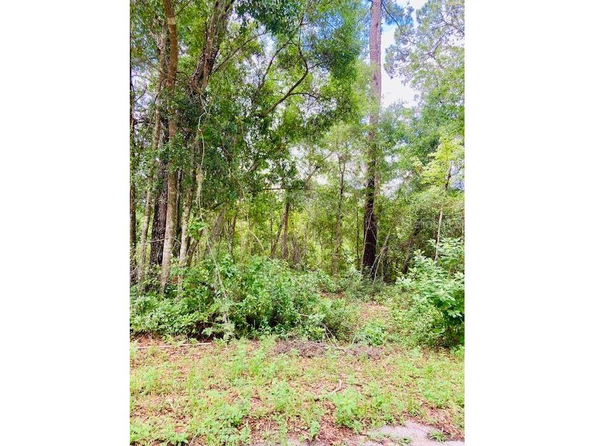407 Raulerson Road Seville FL 32190 V4943280 image3