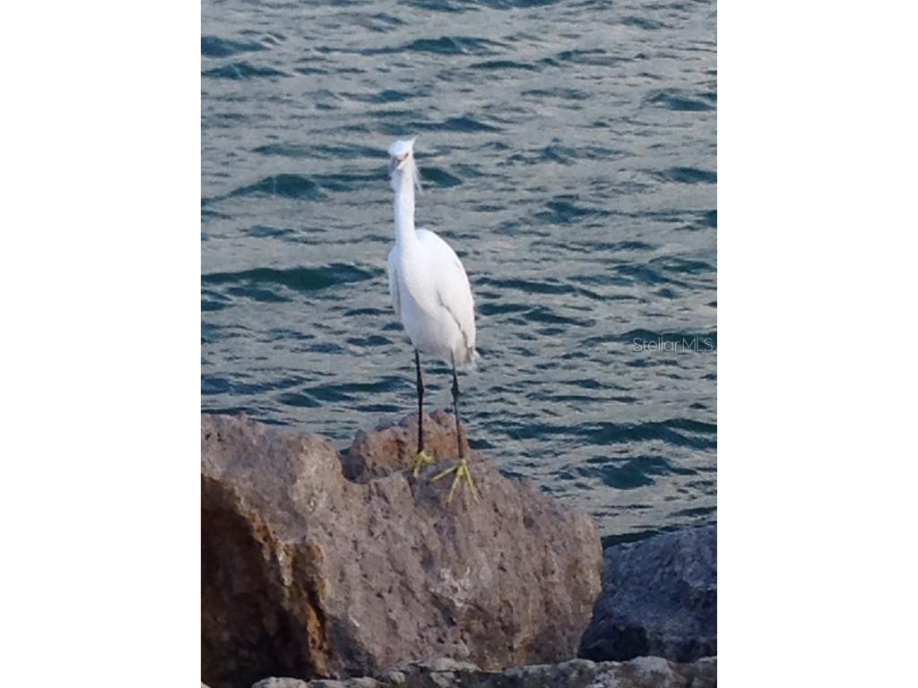 4075 Gillot Boulevard Port Charlotte FL 33981 C7464324 image9