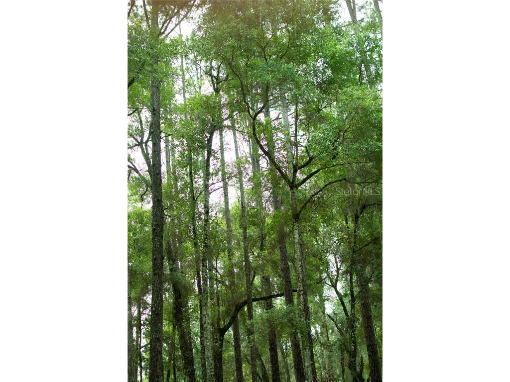 4100 SW 89th Avenue Ocala FL 34481 OM715987 image6