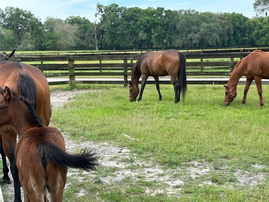 4101 NW 89th Place Ocala FL 34482 OM676140 image18