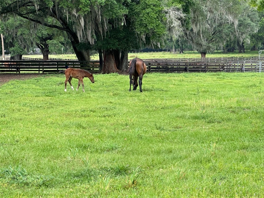 4101 NW 89th Place Ocala FL 34482 OM676140 image19