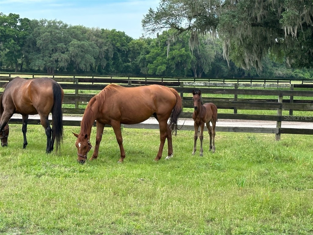 4101 NW 89th Place Ocala FL 34482 OM676140 image20