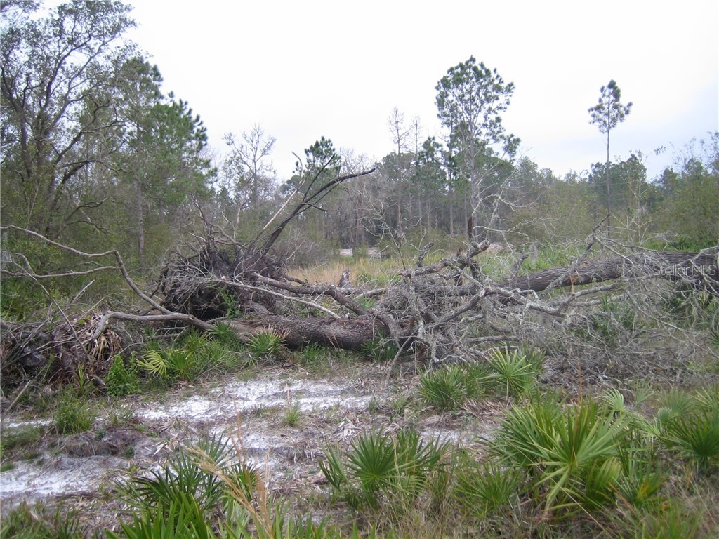 41025 E 20th Place Myakka City FL 34251 A4196499 image5