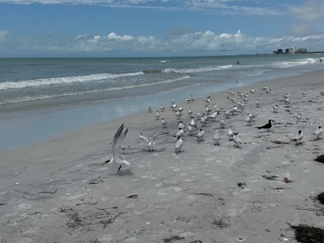 4103 Gulf Boulevard #104 Saint Pete Beach FL 33706 TB8386330 image21