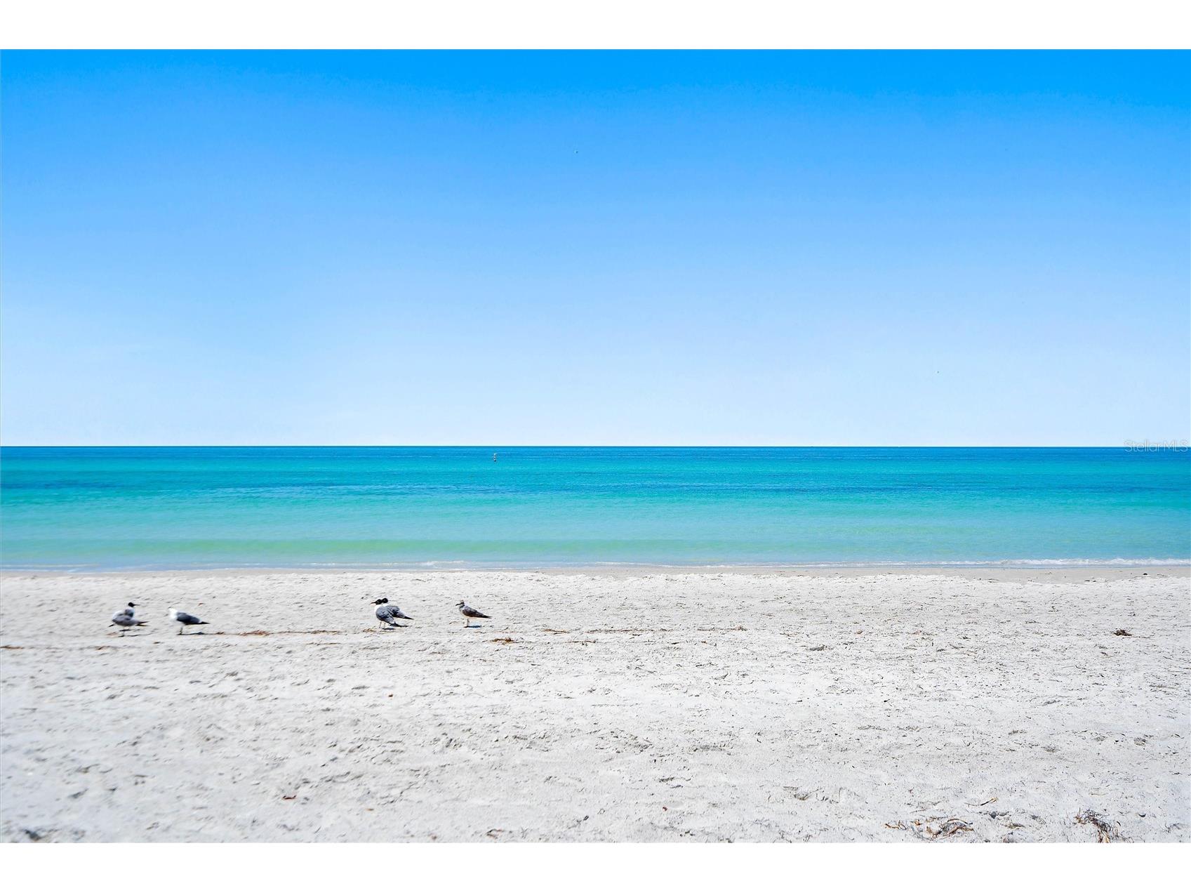 4103 Gulf Boulevard #201 Saint Pete Beach FL 33706 TB8487537 image25