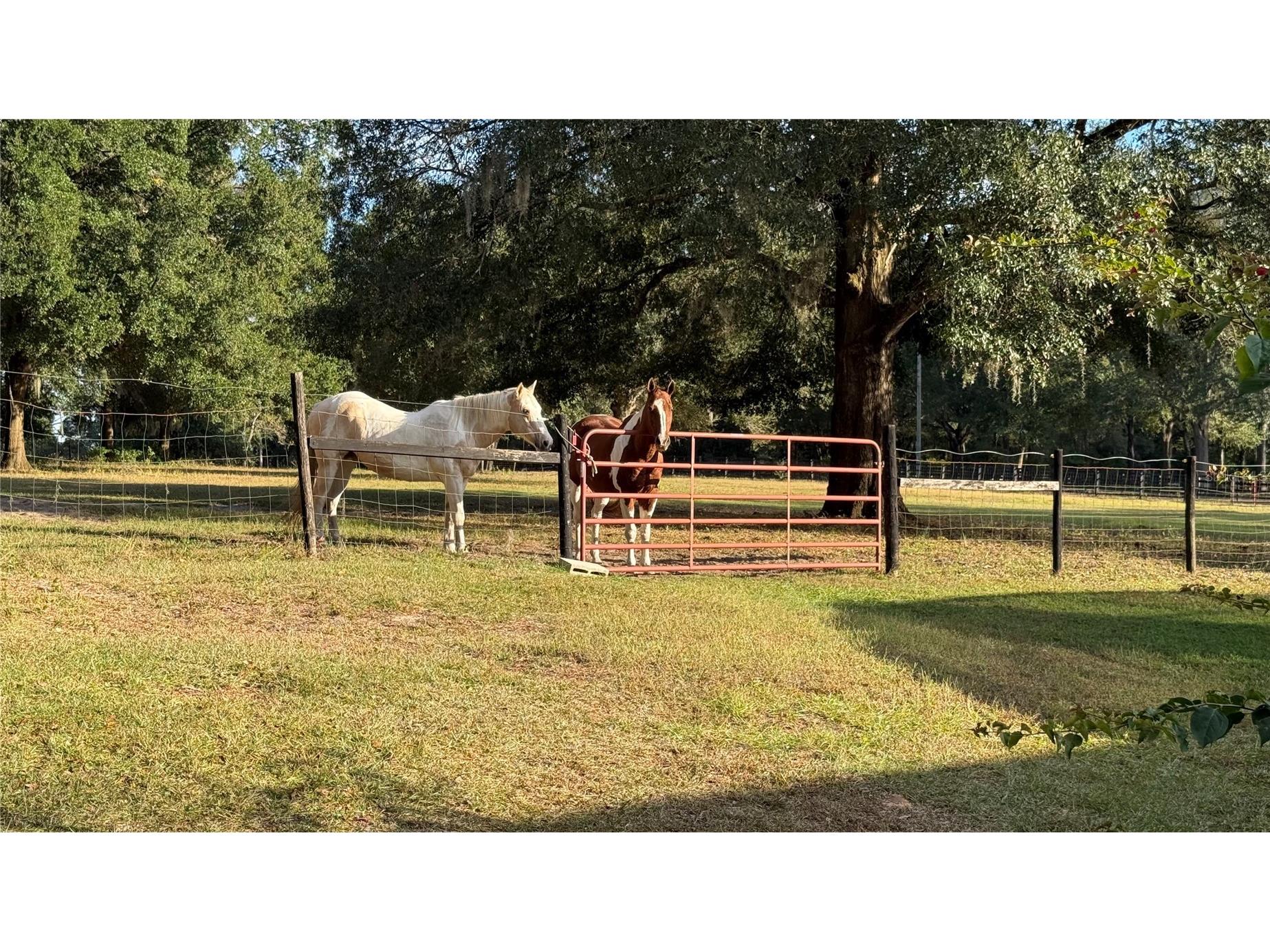 41030 Oak Grove Road Weirsdale FL 32195 OM713180 image1