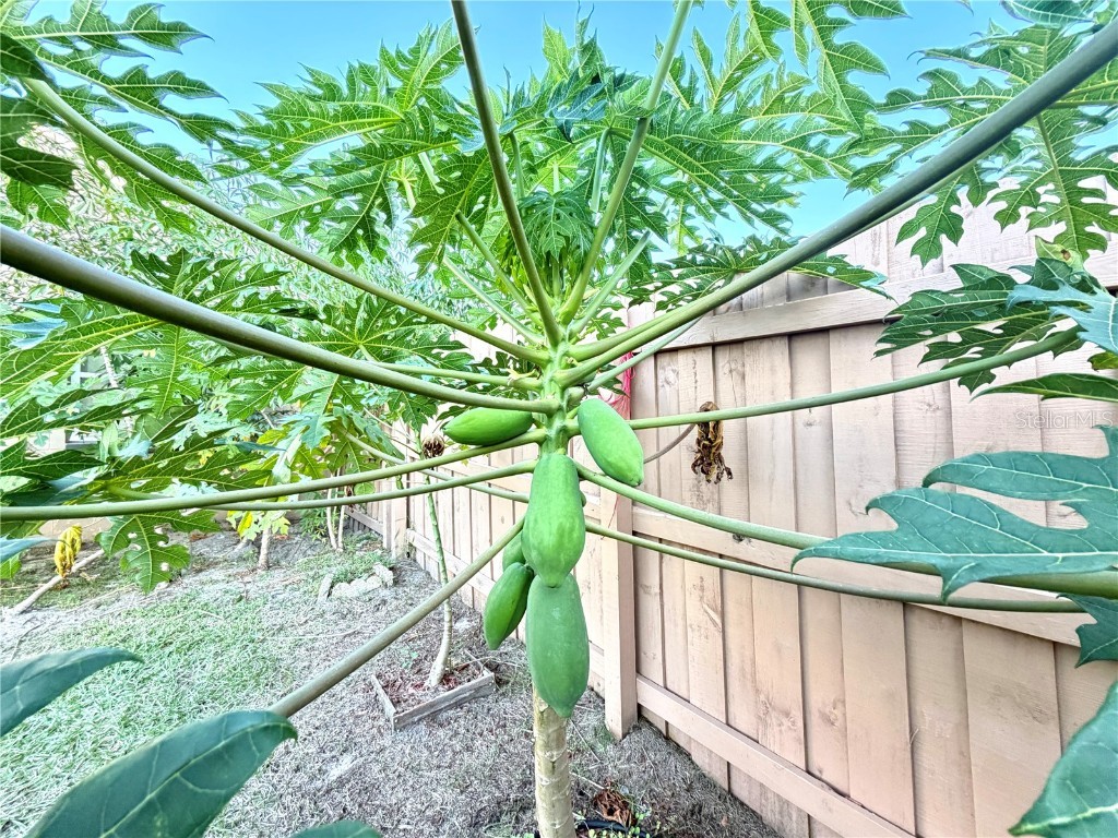 411 Parson Brown Way Longwood FL 32750 O6361846 image31