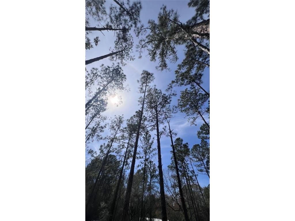 4110 Melanie Hastings FL 32145 O6183533 image1