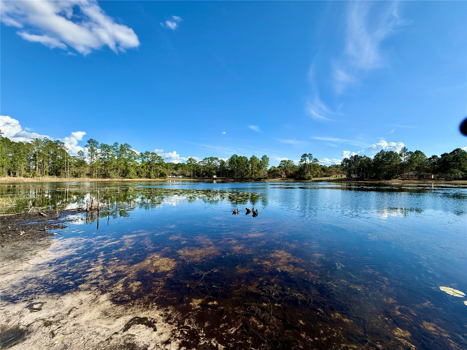 41180 Balsam Street Eustis FL 32736 - LAKE NORRIS G5109934 image48