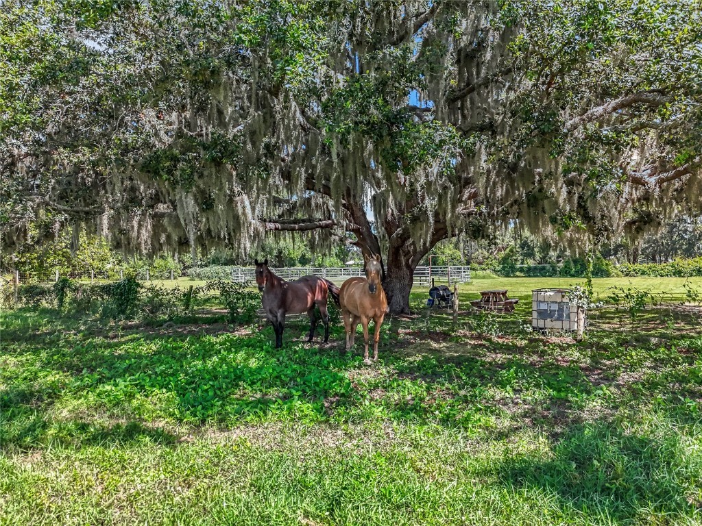 41204 Emeralda Island Road Leesburg FL 34788 O6288414 image46