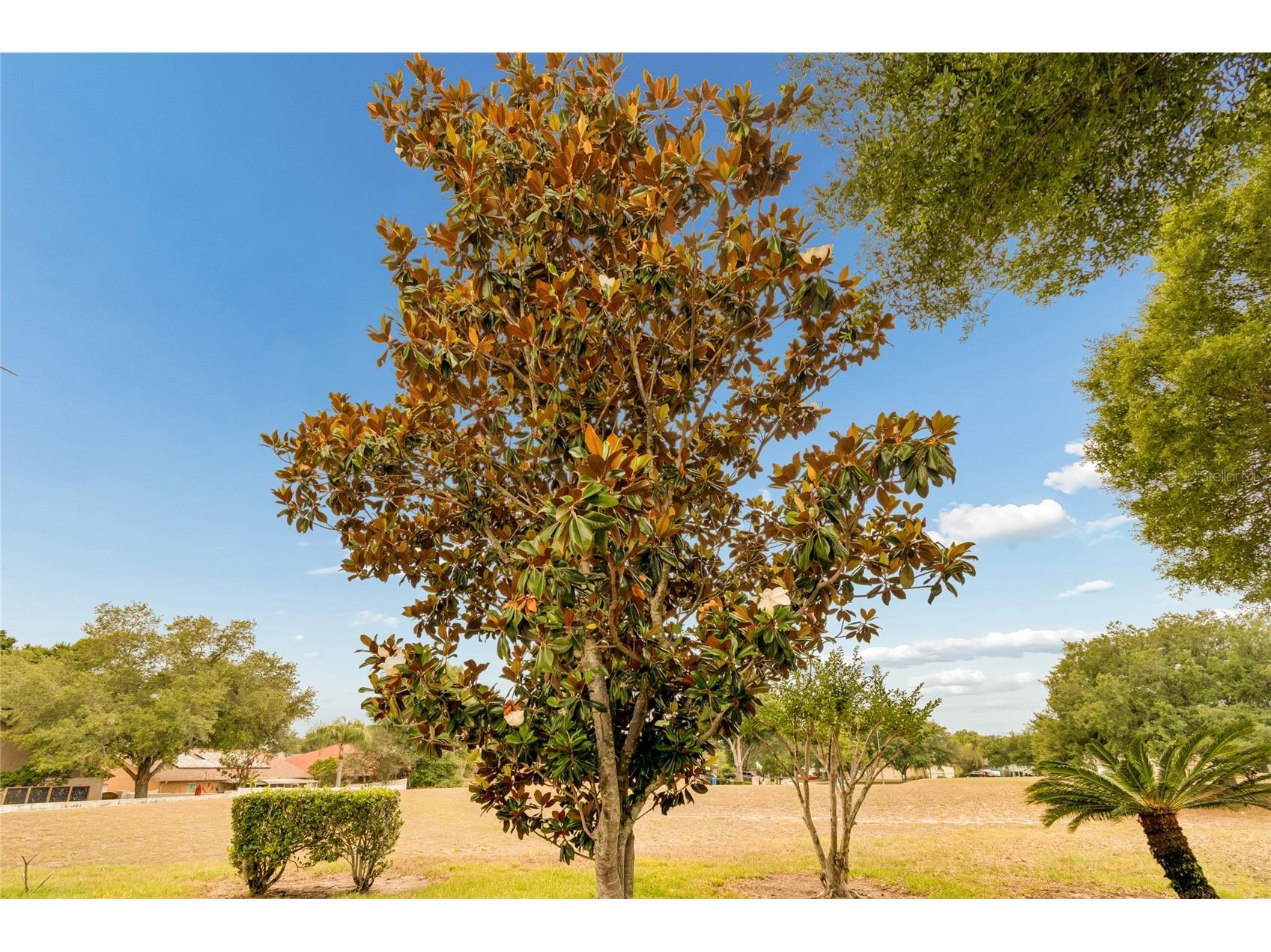 4121 Balington Drive Valrico FL 33596 TB8508569 image74