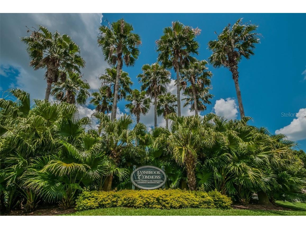 4125 Kirkaldy Drive Palm Harbor FL 34685 TB8424219 image49