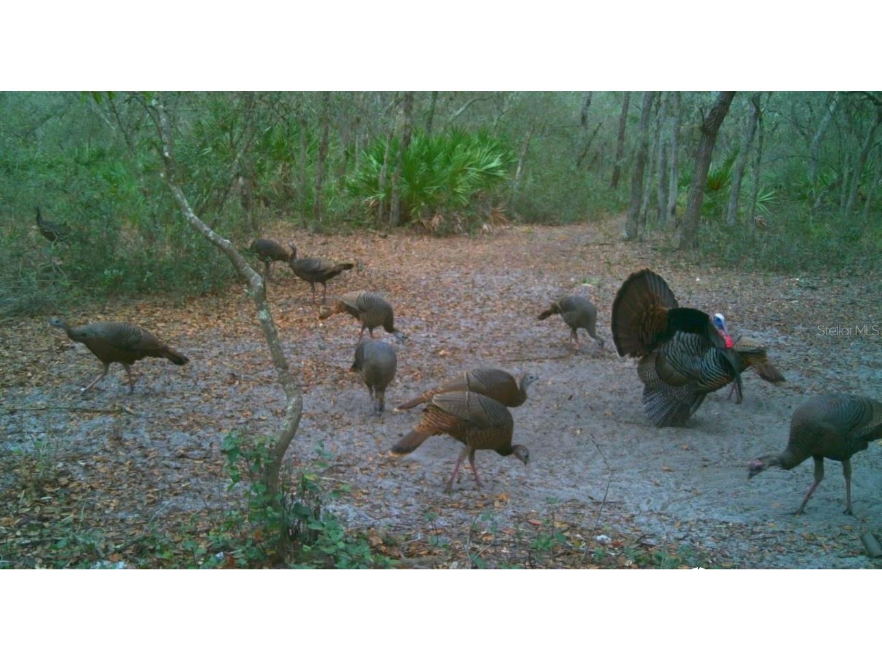 4125 Tiger Creek Trl Lake Wales FL 33898 L4957886 image56