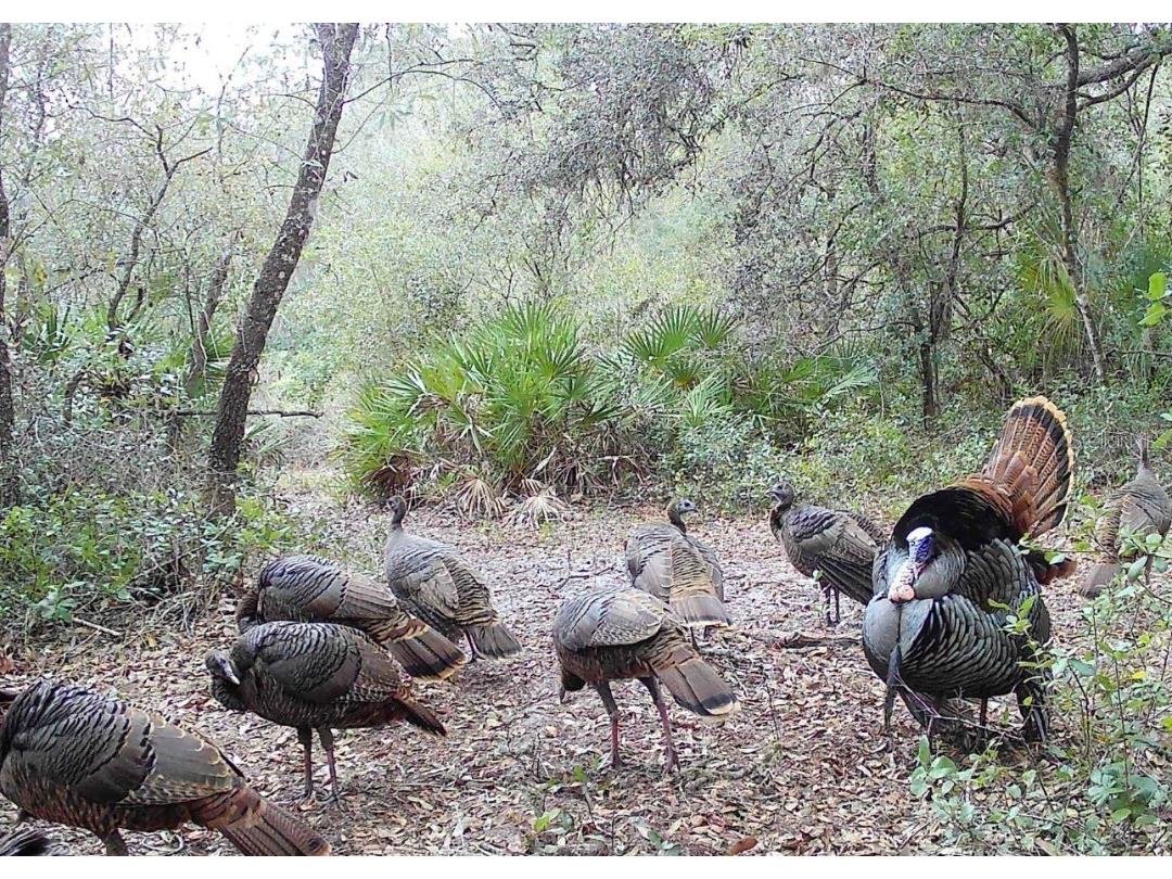 4125 Tiger Creek Trl Lake Wales FL 33898 L4957886 image57