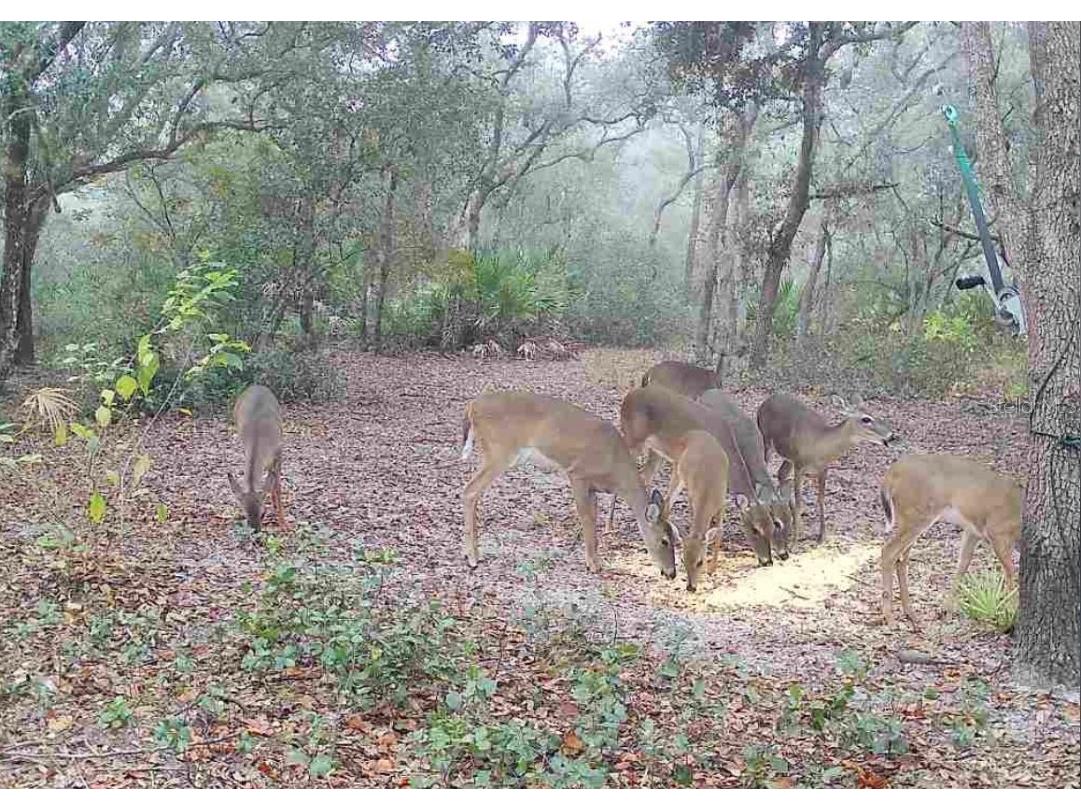 4125 Tiger Creek Trl Lake Wales FL 33898 L4957886 image58