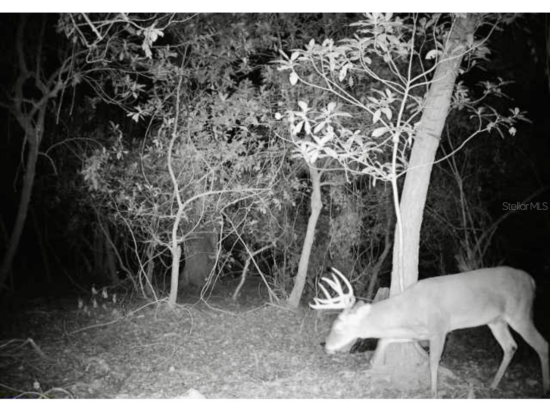 4125 Tiger Creek Trl Lake Wales FL 33898 L4957886 image59