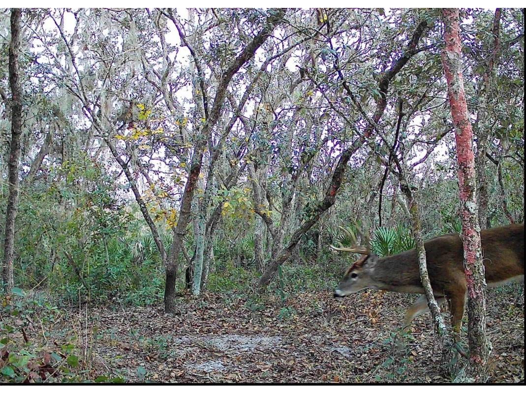 4125 Tiger Creek Trl Lake Wales FL 33898 L4957886 image60