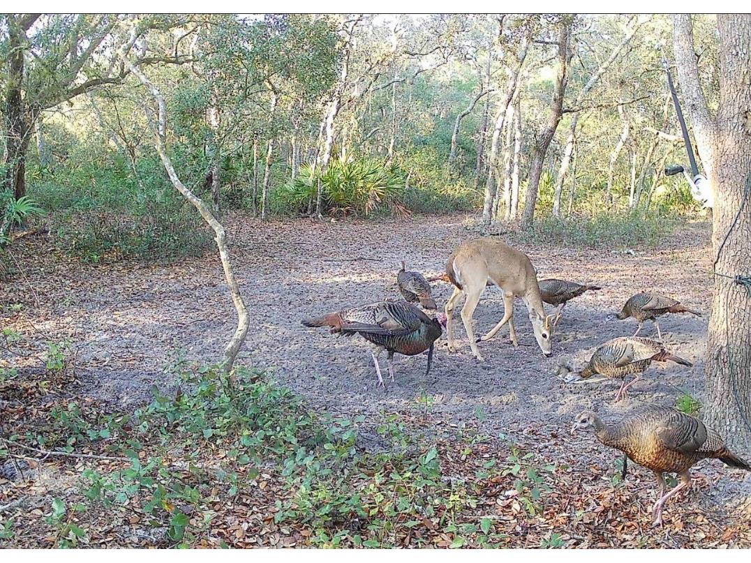 4125 Tiger Creek Trl Lake Wales FL 33898 L4957886 image61