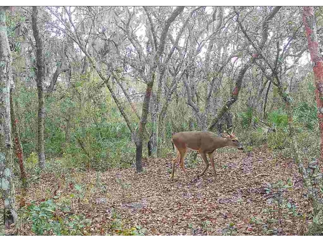 4125 Tiger Creek Trl Lake Wales FL 33898 L4957886 image62