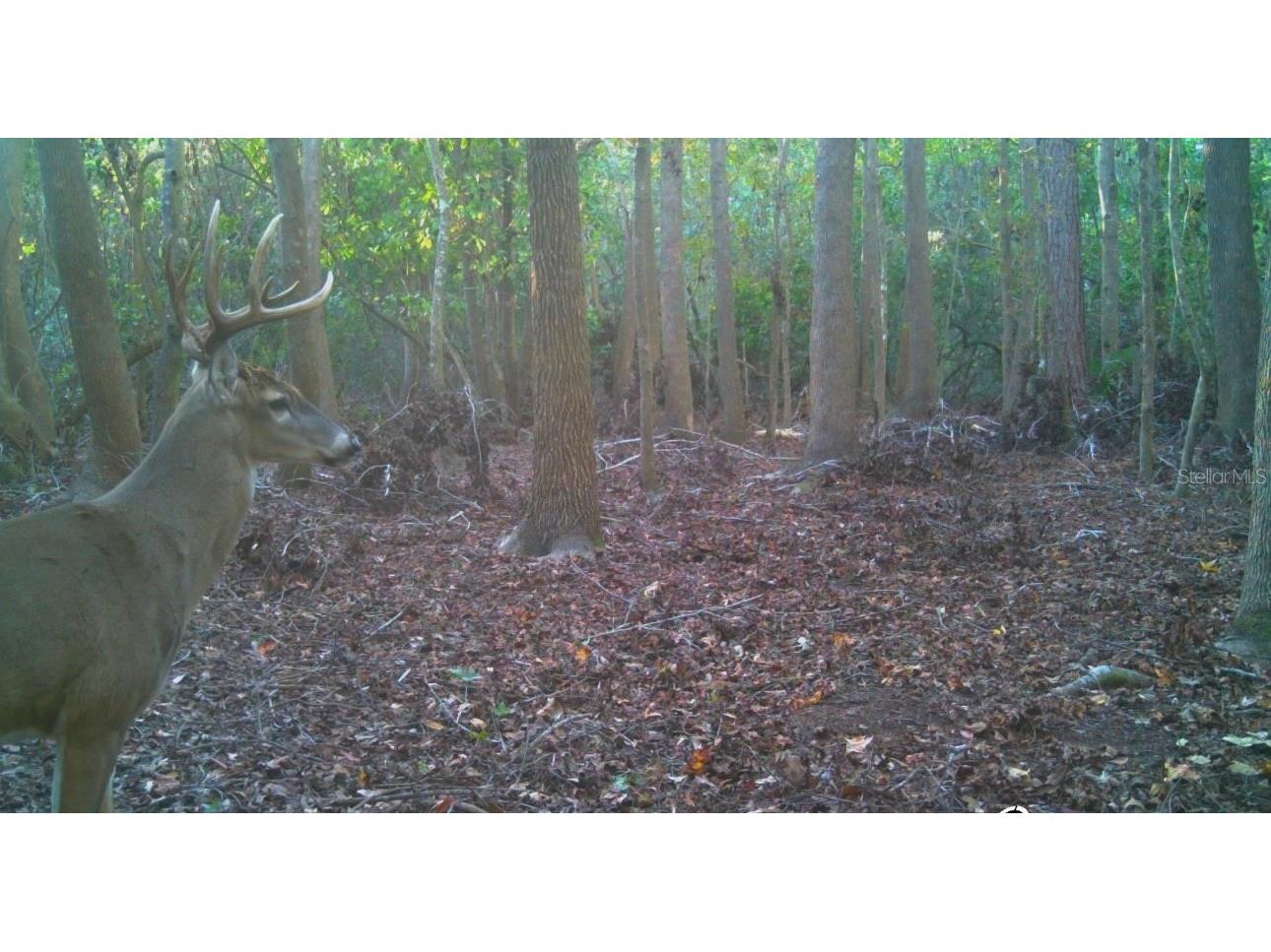 4125 Tiger Creek Trl Lake Wales FL 33898 L4957886 image63