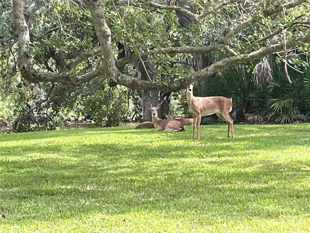 4133 Carriage Drive #18 Sarasota FL 34241 A4668329 image2