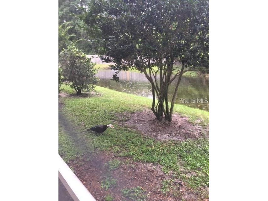 4134 Bismarck Palm Drive Tampa FL 33610 TB8504729 image14