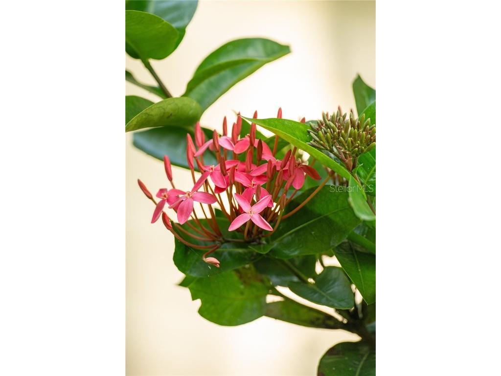 415 1st Street Kenansville FL 34739 S5130896 image16