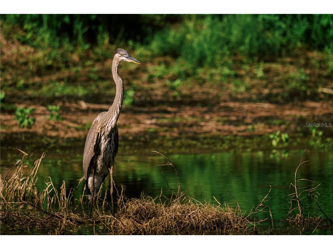 415 1st Street Kenansville FL 34739 S5130896 image20