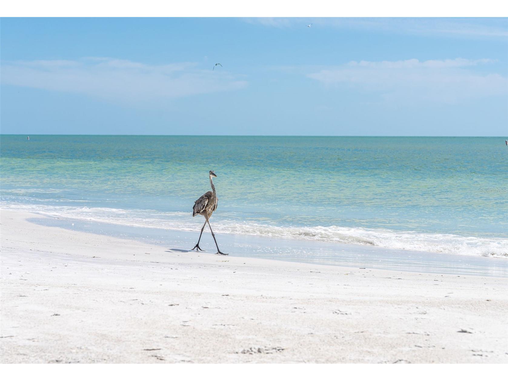 417 Poinsettia Road Anna Maria FL 34216 TB8505415 image3