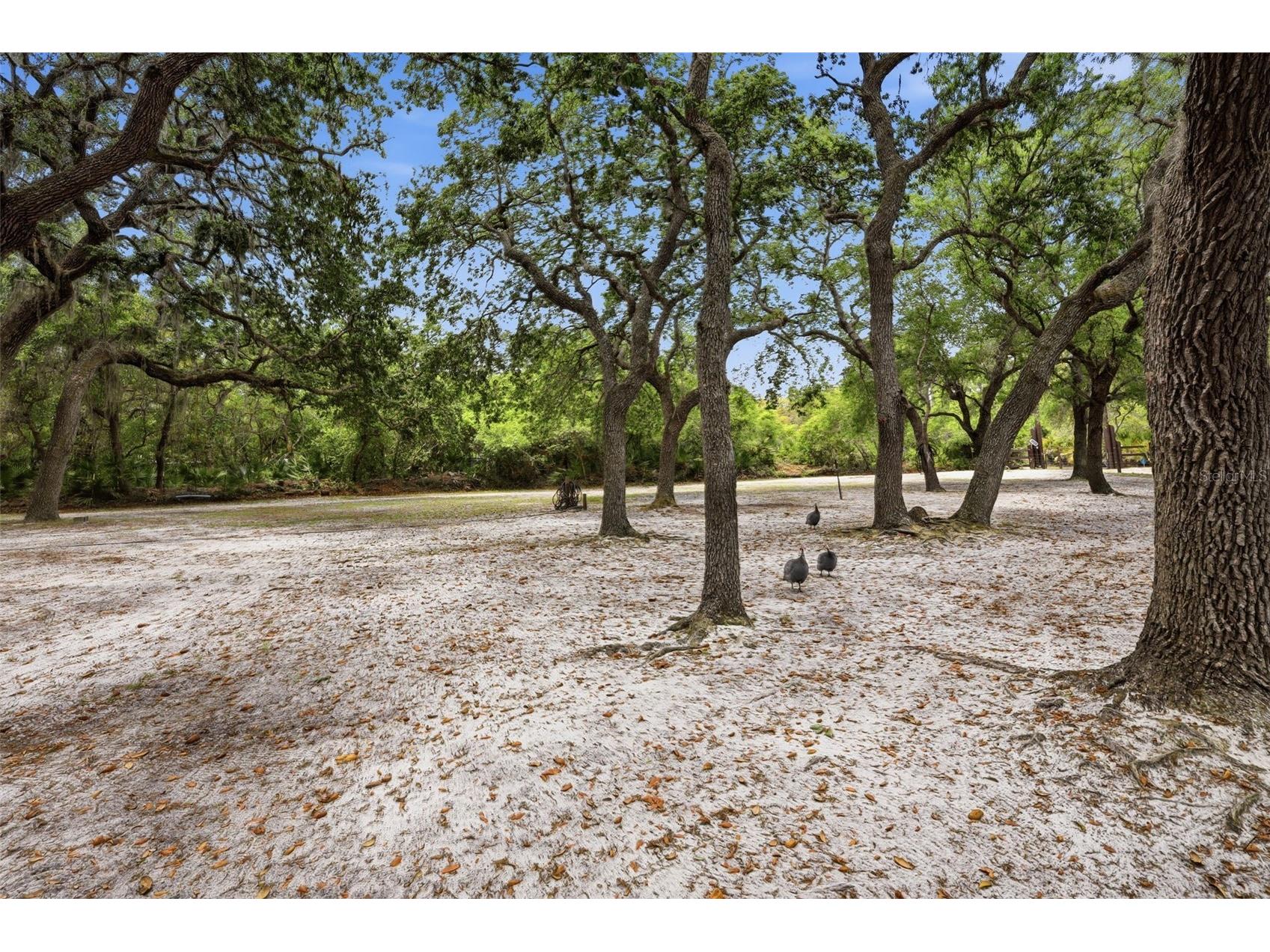 41736 Apollo Lane Deland FL 32720 O6399427 image5