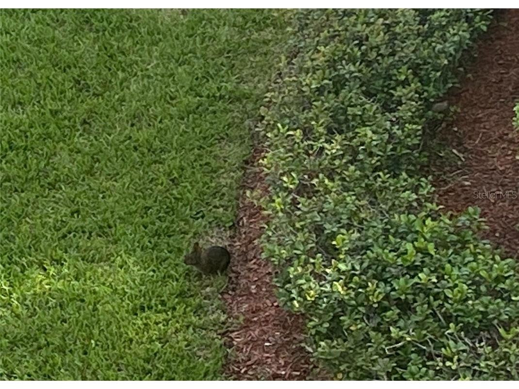 4175 S Atlantic Avenue #3160 New Smyrna Beach FL 32169 - ATLANTIC OCEAN NS1080236 image9