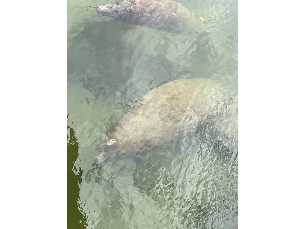 418 Cerromar Court #261 Venice FL 34293 N6141462 image59