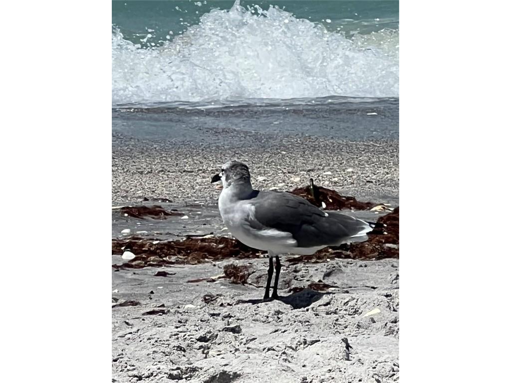 418 Cerromar Court #261 Venice FL 34293 N6141462 image64