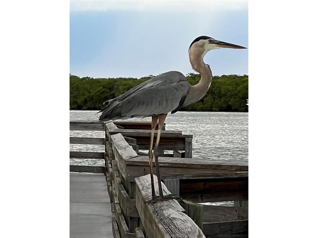 418 Cerromar Court #261 Venice FL 34293 N6141462 image65